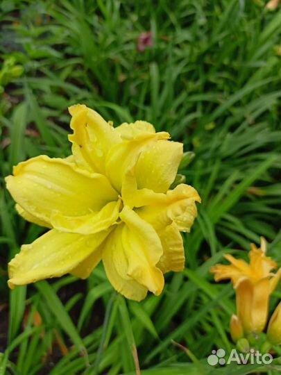 Лилейники сортовые