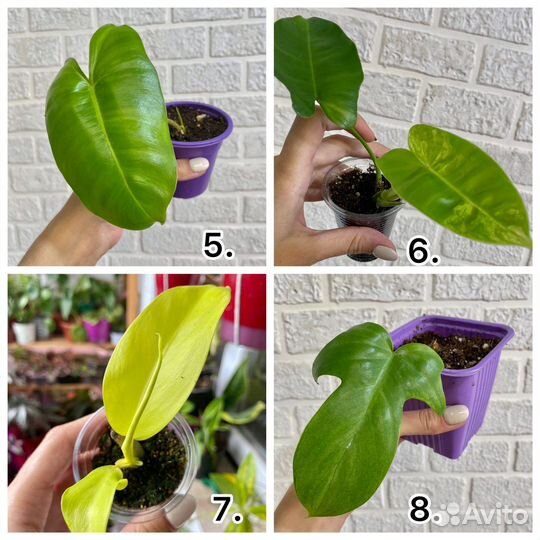 Филодендроны