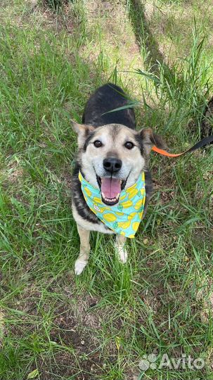 Ласковая собака Сэм ищет дом