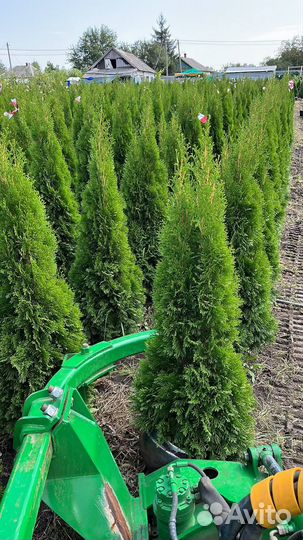 Туя западная Смарагд