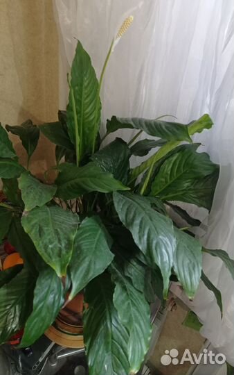 Замиокулькас