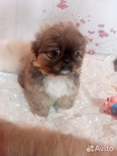 Щенки пекинеса