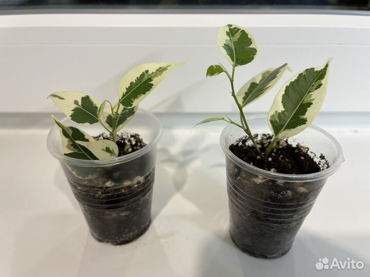 Фикус Твилайт