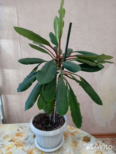 Комнатные растения