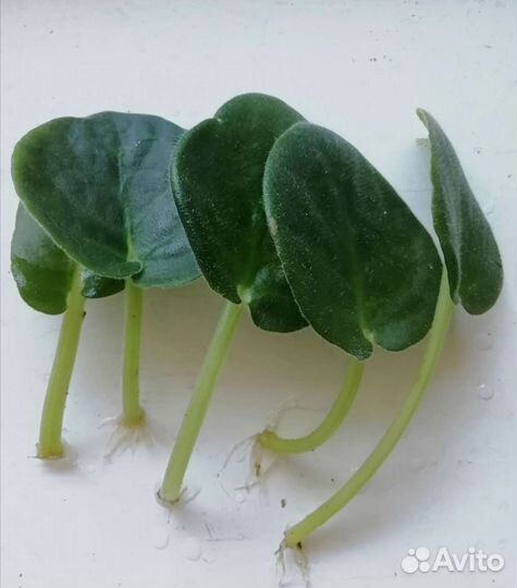 Фиалки разные листья с корешками