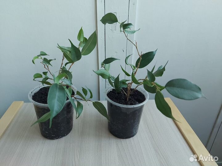 Фикус бенджамина Наташа, Бафт (пестролистный)