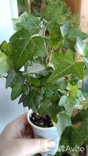 Плющ и сингониум