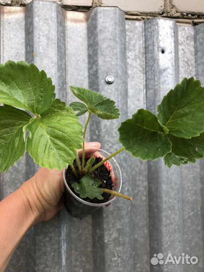 Саженцы клубники купчиха