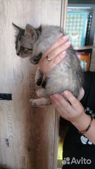 Котенок мальчик бесплатно