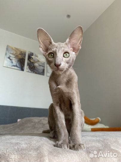 Ориентальный котёнок