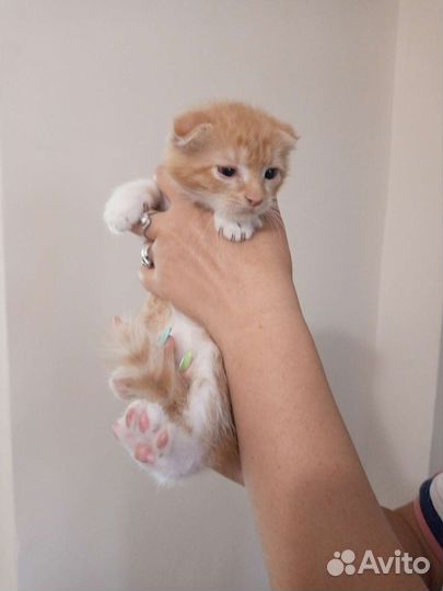 Вислоухие котята
