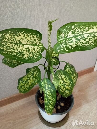 Диффенбахия