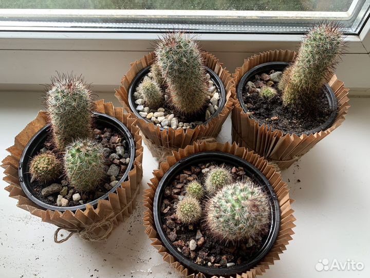 Кактус маммилярия