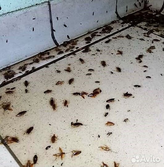 Уничтожение тараканов