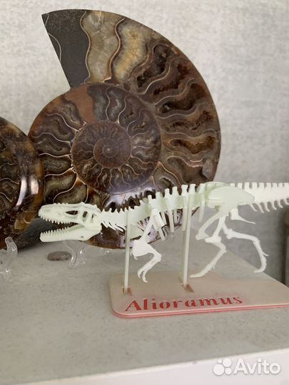 Скелет динозавра