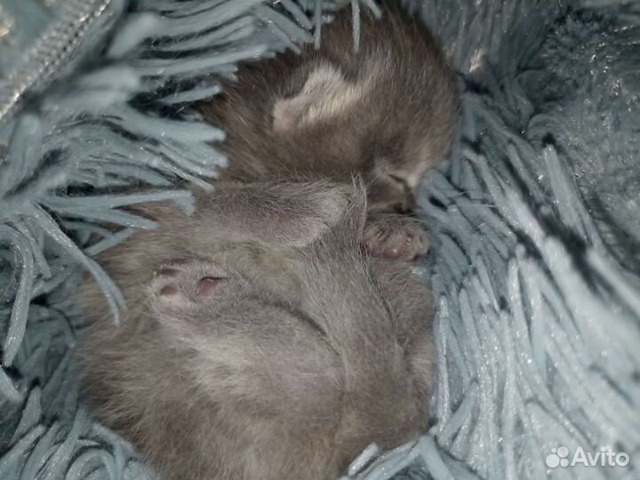 Отдам котят