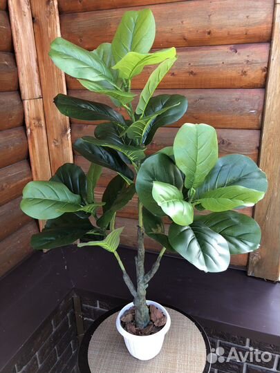 Фикус лирата, пальма искусственная