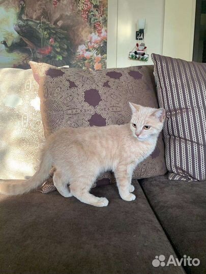 Котик 7 мес кастрирован