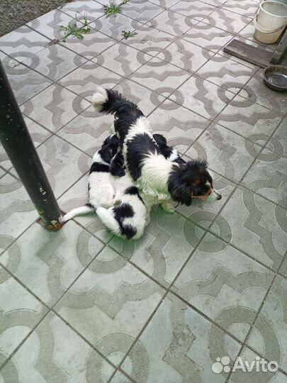 Собаки щенки