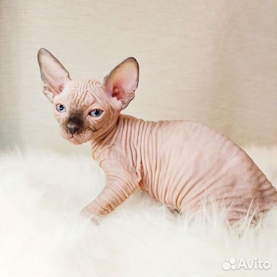 Котенок девочка