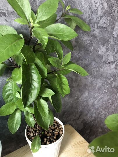 Ждинура лечебное растение