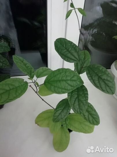 Клеродентрум, декабрист белый и фуксия цветущие