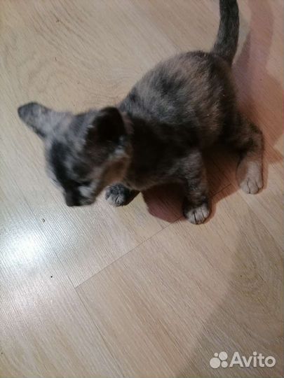 Котята сфинкс