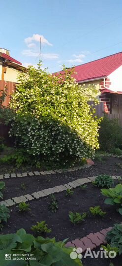 Чубушник, Сибирский Жасмин, много разных растений