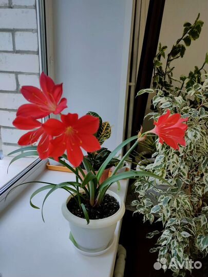 Гиппиаструм - Кливия