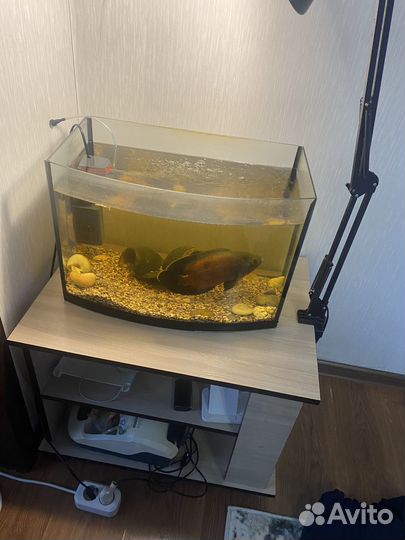 Аквариум акваэль