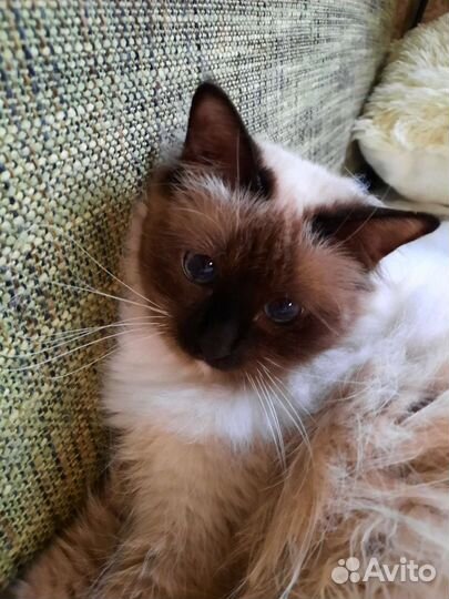 Кошечка редкой породы