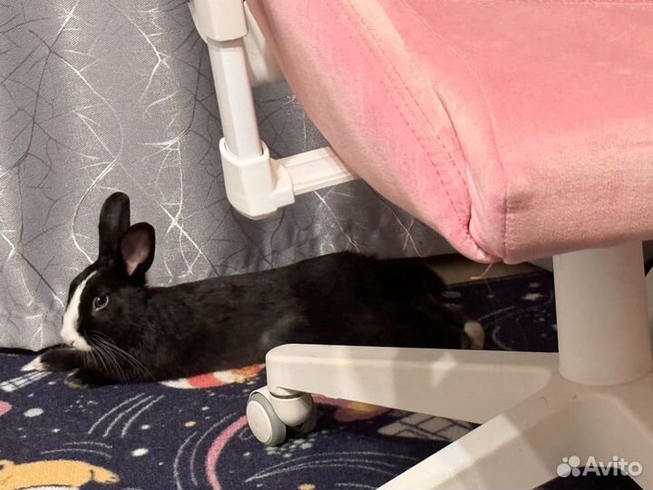 Декоративные кролики