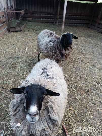 Овцы бараны