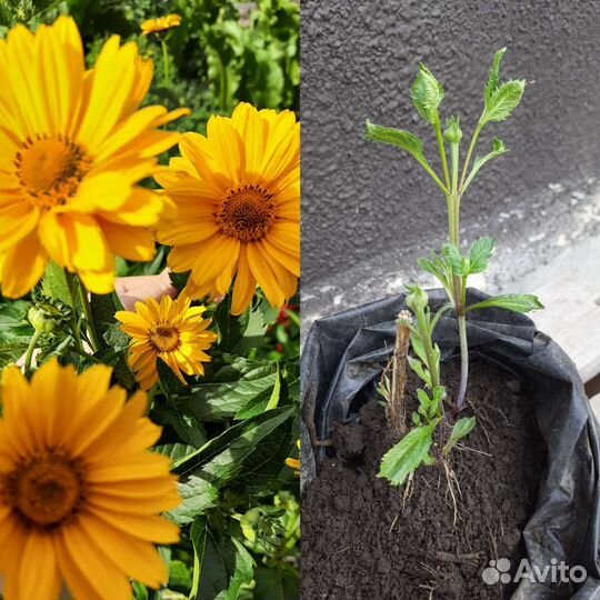 Многолетние цветы