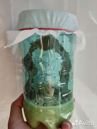 Муха дрозофила меланогастер, нелетающая кормовая