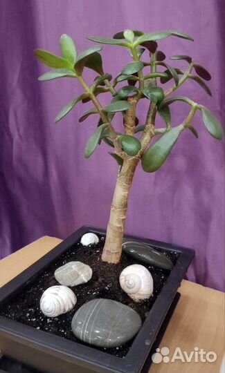 Крассула толстянка