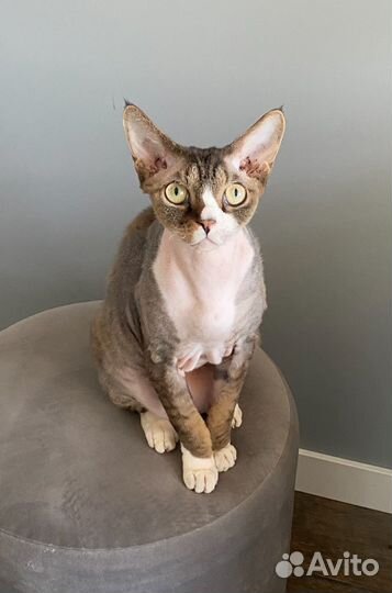 Девон-рекс в добрые руки
