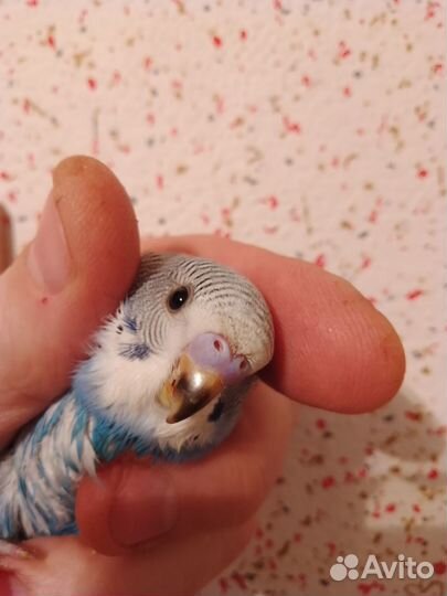 Попугаи волнистые, неразлучники, амадины