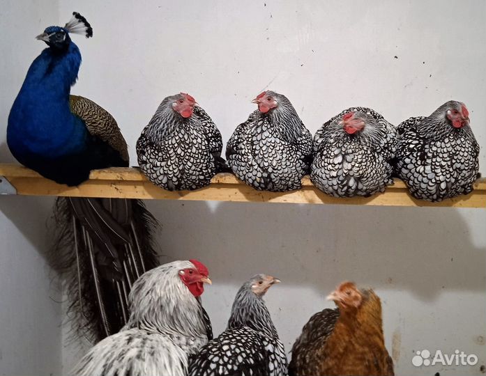 Яйцо инкубационное кур Билефельдер Брама, Индоутки