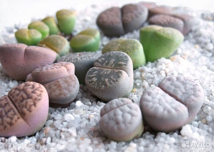 Литопсы в ассортименте семена 10 шт суккуленты