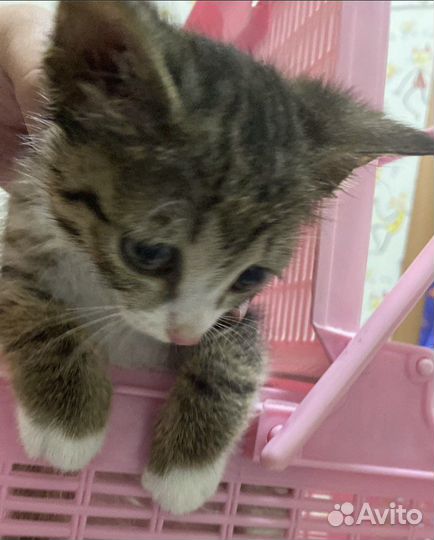 Кошка в дар