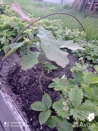 Дуб, саженец