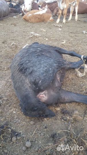 Продажа - обмен овец, лошадей, крс