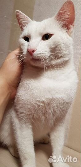 Белый котенок ангорский Сахарок мальчик 2года