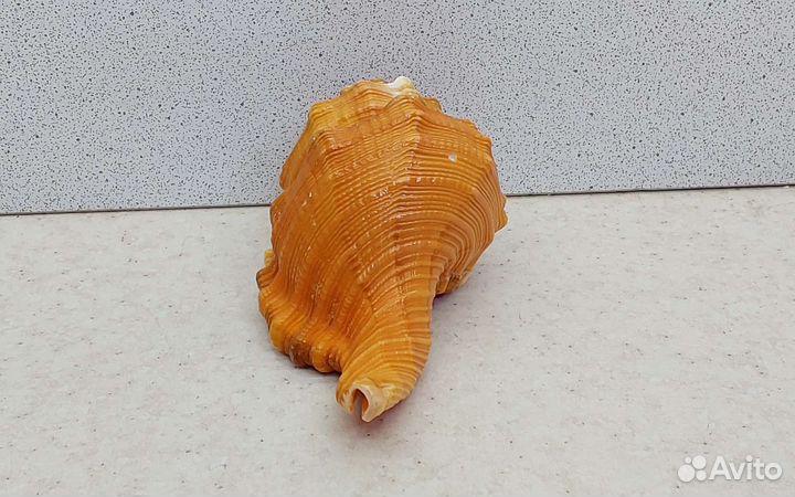 Циматиум Пурам 11 морская ракушка раковина