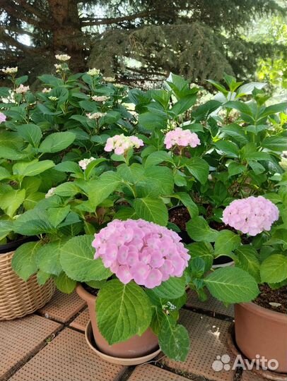 Гортензия крупнолистная