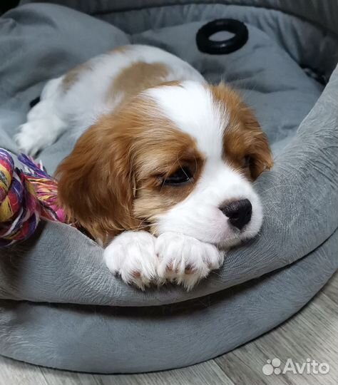 Девочка ккчс