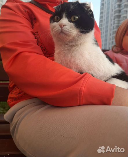 Шотландский кот