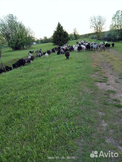 Бараны овцы ягнята