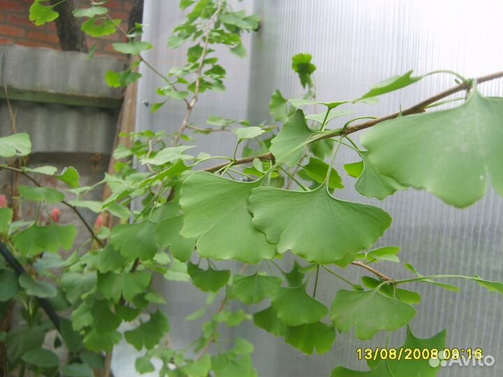 Саженцы банана небраски (азимина), витекс, гинкго